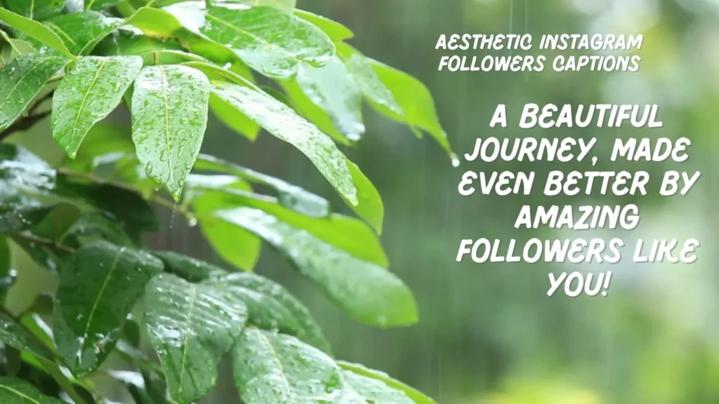 Aesthetic Instagram Followers Captions