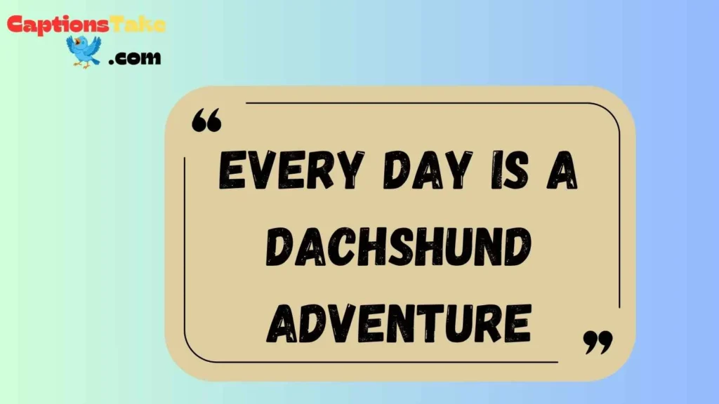 Cute Dachshund Captions