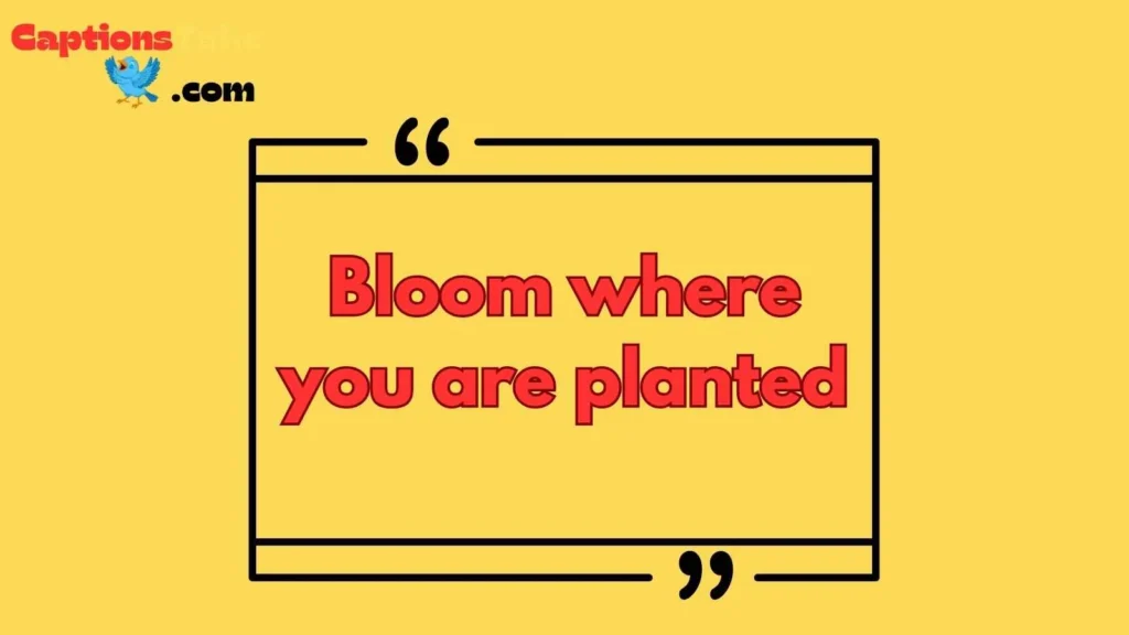 Short Heartfelt Rose Captions for Instagram