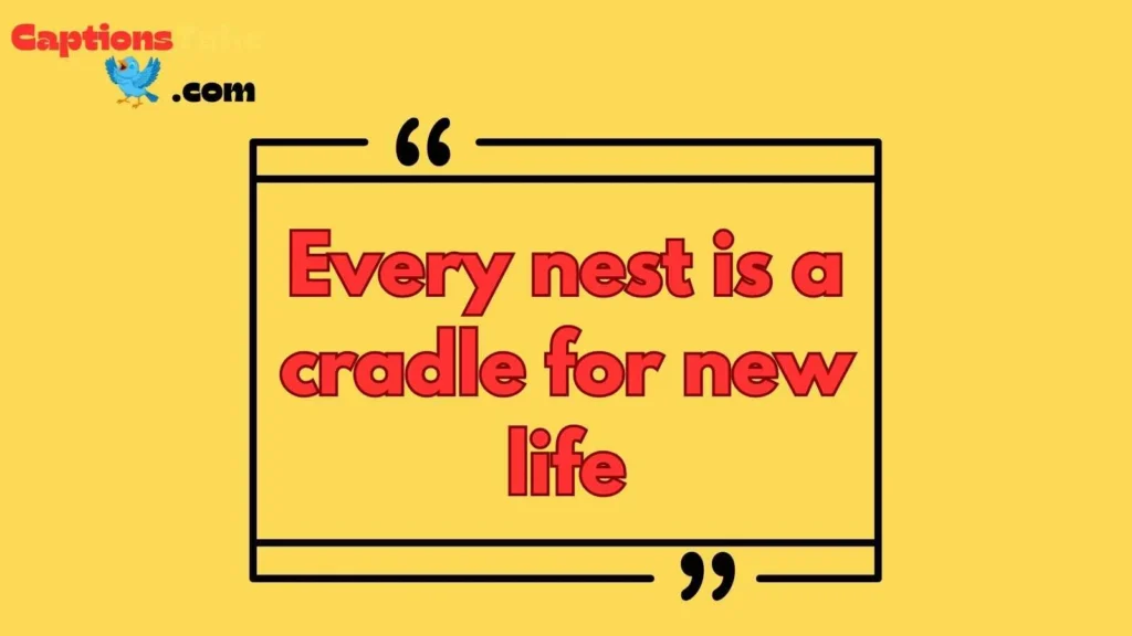 Bird Nest Captions About New Beginnings