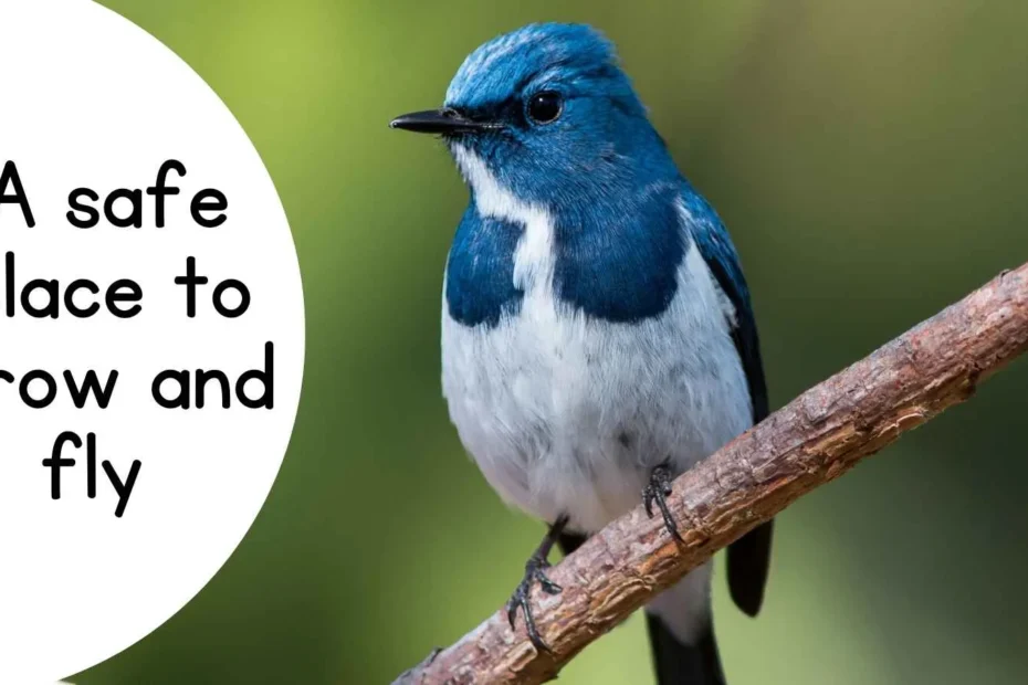 Bird Nest Captions For Instagram