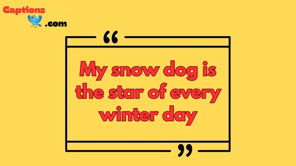 Cute Snow Dog Captions
