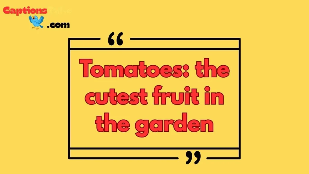 Cute Tomato Captions