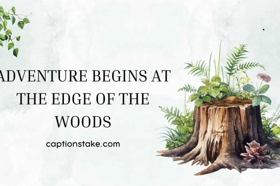 Pine Trees for instagram Captions