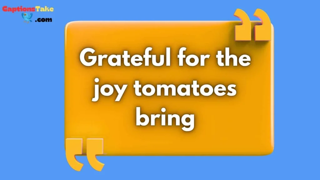 Tomato Appreciation Captions