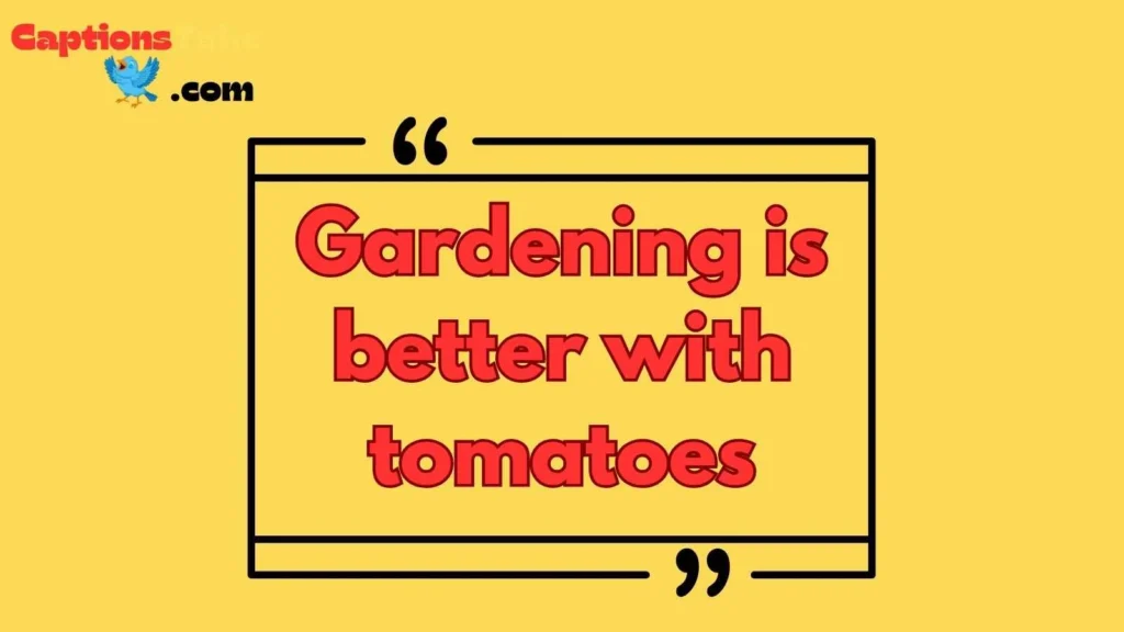 Tomato Garden Captions