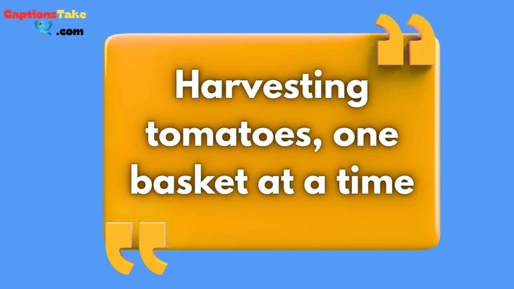 Tomato Harvest Captions