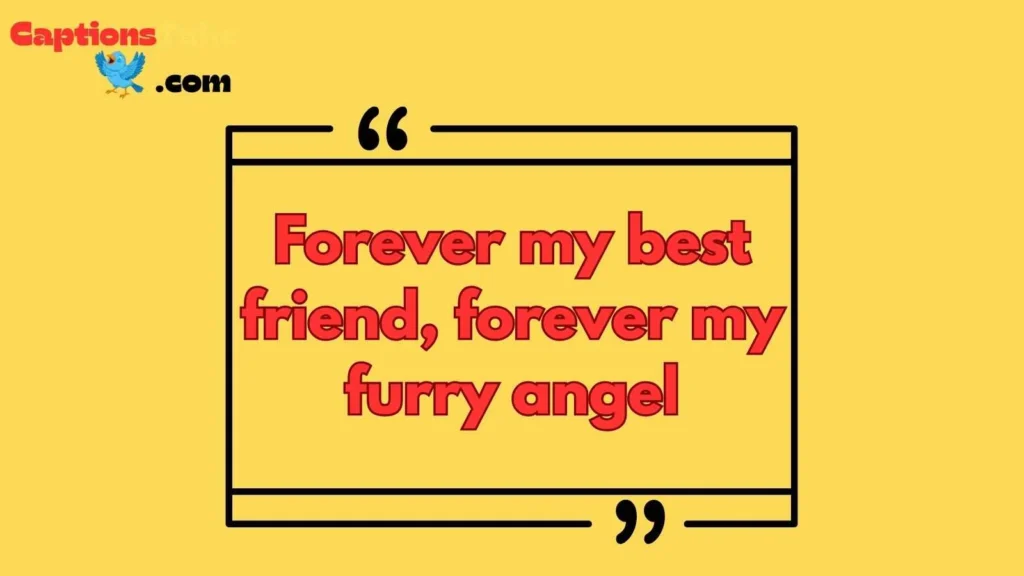 Goodbye Captions for Pets