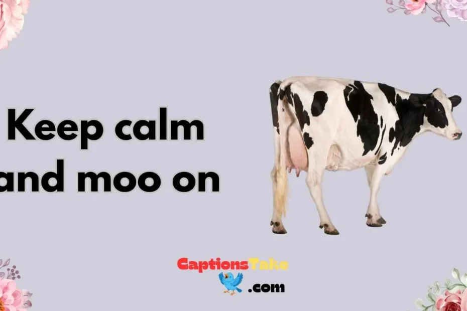 cow captions