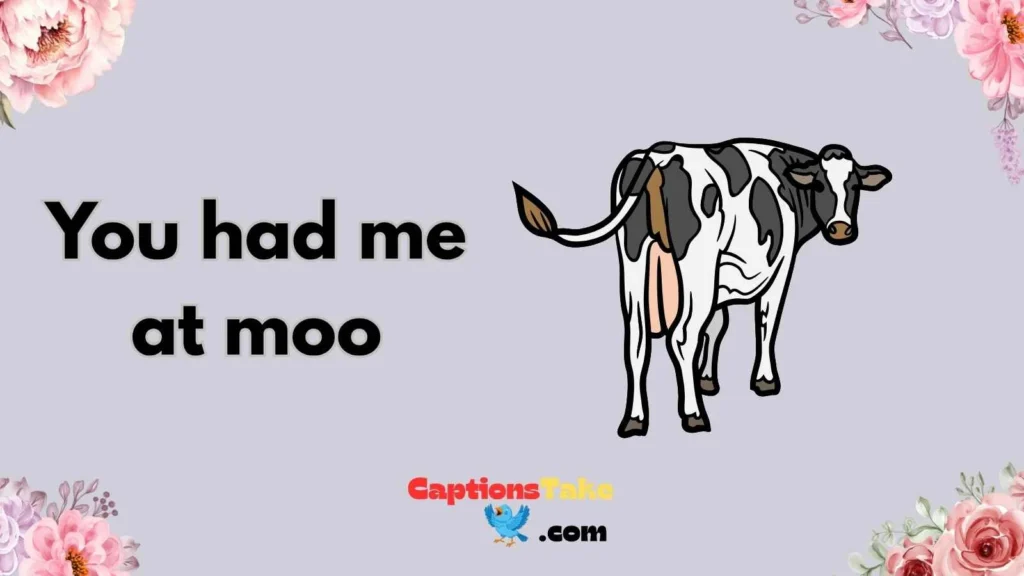  Cow Love Captions