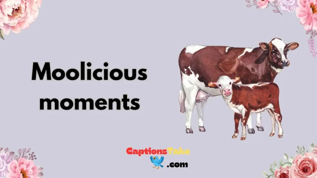  Funny Cow Captions for Instagram