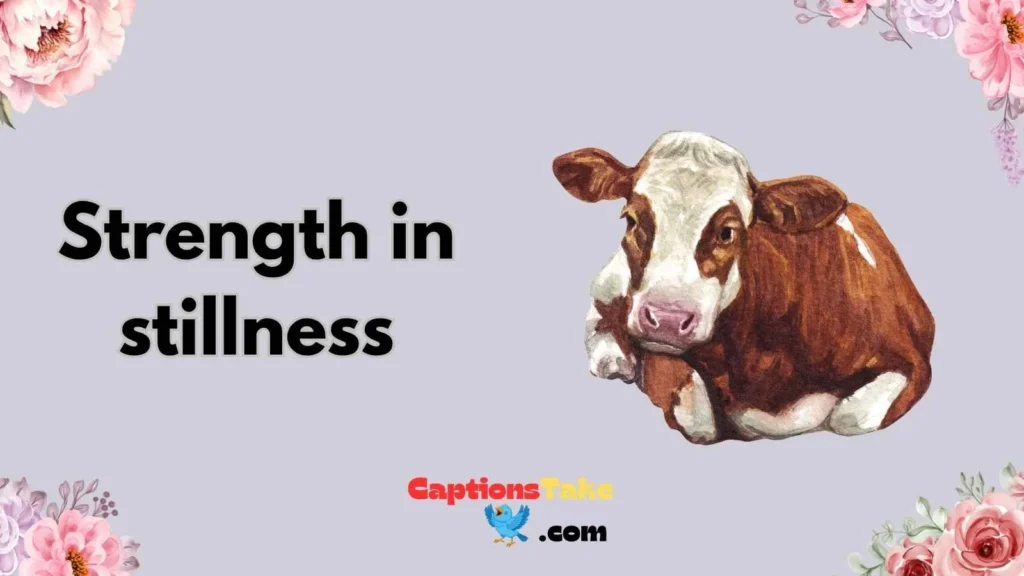  Inspirational Cow Captions